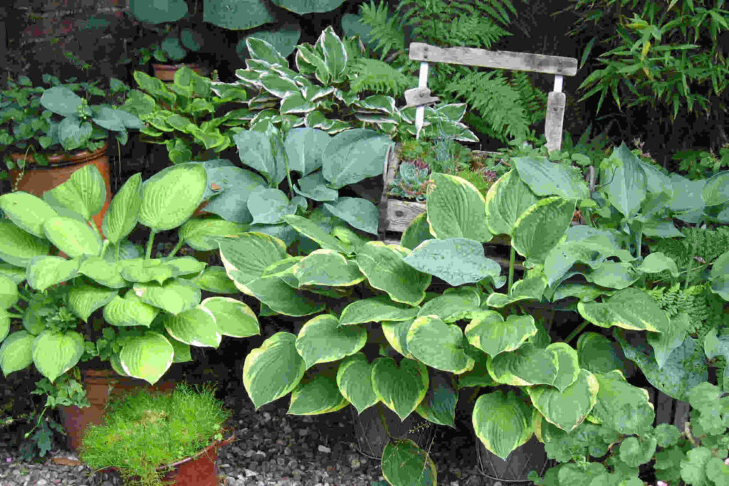 Several types of hostas with many shades of green